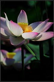 又见莲花,又见莲花的文化内涵与艺术再现